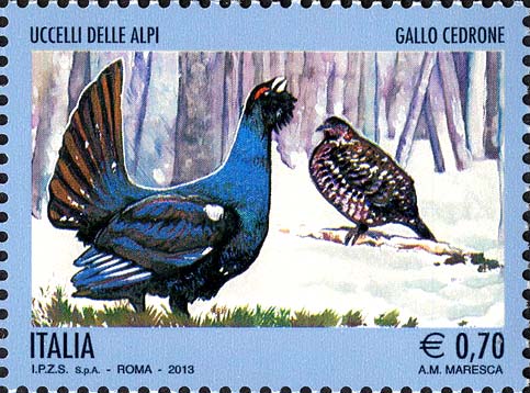 Francobollo Gallo Cedrone -  2013